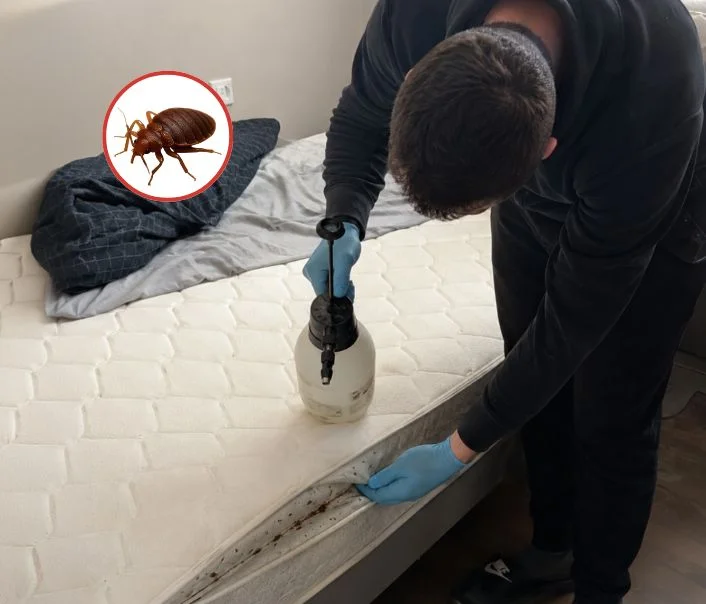 Technicien traitant un matelas contre les punaises de lit à Viroflay